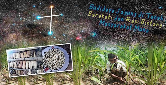 Budidaya Jagung di Tanah “Barakati” dan Rasi Bintang Masyarakat Muna