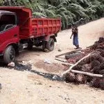 Truk Pengangkut Sawit Terguling, Buah Sawit Berhamburan di Jalan Meluhu-Lasolo Truk Pengangkut Sawit Terguling, Buah Sawit Berhamburan di Jalan Meluhu-Lasolo