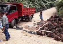 Truk Pengangkut Sawit Terguling, Buah Sawit Berhamburan di Jalan Meluhu-Lasolo Truk Pengangkut Sawit Terguling, Buah Sawit Berhamburan di Jalan Meluhu-Lasolo