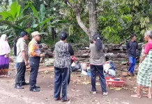 Tertimpa Pohon, Satu Rumah di Butur Rata Dengan Tanah Tertimpa Pohon, Satu Rumah di Butur Rata Dengan Tanah
