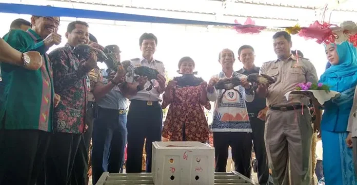 Perdana, Kepiting Bakau Diekspor Langsung dari Sultra