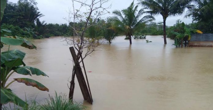 Ribuan Ikan Lele Milik Warga Bantaran Sungai Wanggu Terseret Banjir