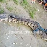 Warga Kolut Tangkap Buaya Pemangsa Ternak Warga Kolut Tangkap Buaya Pemangsa Ternak