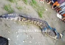 Warga Kolut Tangkap Buaya Pemangsa Ternak Warga Kolut Tangkap Buaya Pemangsa Ternak