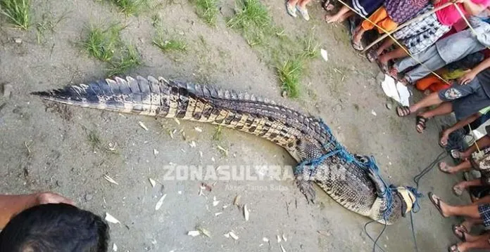 Warga Kolut Tangkap Buaya Pemangsa Ternak