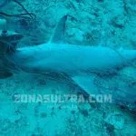 Hiu Martil Ditemukan Mati Terperangkap Jaring di Wakatobi Hiu Martil Ditemukan Mati Terperangkap Jaring di Wakatobi