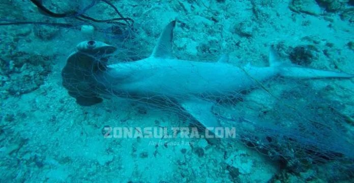 hiu_martil Hiu Martil Ditemukan Mati Terperangkap Jaring di Wakatobi