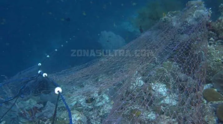 Hiu Martil Ditemukan Mati Terperangkap Jaring di Wakatobi