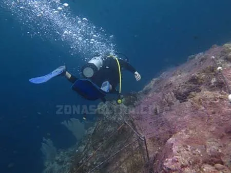 Hiu Martil Ditemukan Mati Terperangkap Jaring di Wakatobi