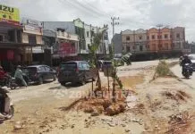 Kesal Tak Kunjung Diperbaiki, Warga Kendari Tanam Pisang di Tengah Jalan Kesal Tak Kunjung Diperbaiki, Warga Kendari Tanam Pisang di Tengah Jalan