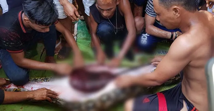 Warga Muna Ditemukan Tewas Dimakan Ular Piton