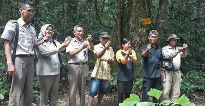 32 Ekor Burung Perkici Dilepasliarkan di Kawasan Hutan Peropa