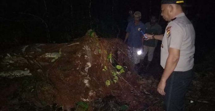 Tertimpa Pohon Tumbang, Seorang Remaja di Muna Tewas