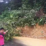 Pohon Tumbang di Depan Kampus UHO Tutupi Jalan dan Kena Kabel Listrik Pohon Tumbang di Depan Kampus UHO Tutupi Jalan dan Kena Kabel Listrik