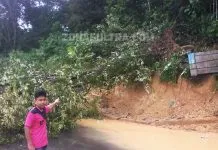 Pohon Tumbang di Depan Kampus UHO Tutupi Jalan dan Kena Kabel Listrik Pohon Tumbang di Depan Kampus UHO Tutupi Jalan dan Kena Kabel Listrik