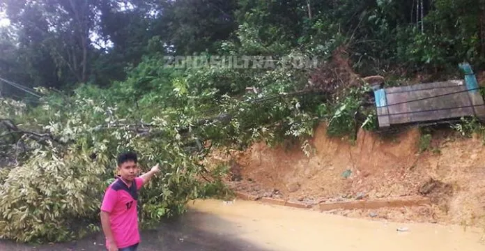 Pohon Tumbang di Depan Kampus UHO Tutupi Jalan dan Kena Kabel Listrik