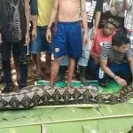 Wa Tiba Ditelan Ular, Keluarga Nilai Almarhumah Sudah Punya Firasat Wa Tiba Ditelan Ular, Keluarga Nilai Almarhumah Sudah Punya Firasat