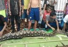 Wa Tiba Ditelan Ular, Keluarga Nilai Almarhumah Sudah Punya Firasat Wa Tiba Ditelan Ular, Keluarga Nilai Almarhumah Sudah Punya Firasat