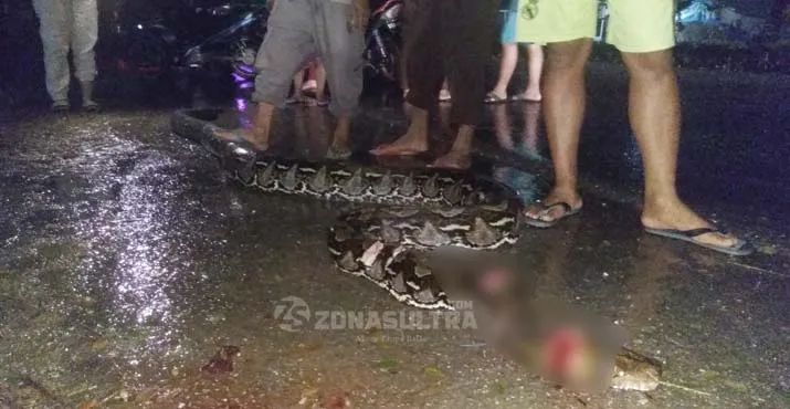 Warga Konsel Temukan Ular Piton Melintas di Tengah Pemukiman