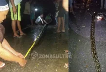 Warga Konsel Temukan Ular Piton Melintas di Tengah Pemukiman Warga Konsel Temukan Ular Piton Melintas di Tengah Pemukiman