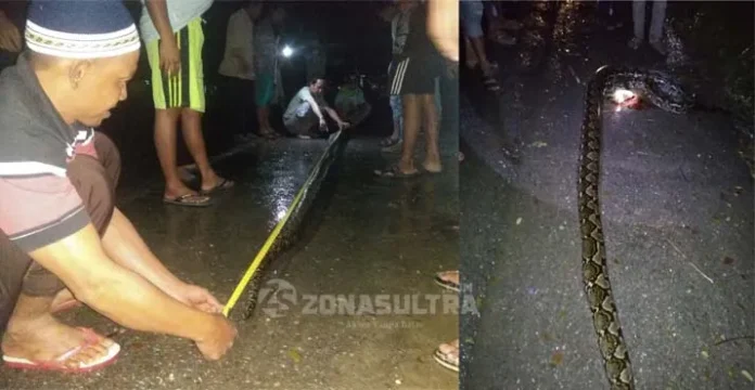 Warga Konsel Temukan Ular Piton Melintas di Tengah Pemukiman