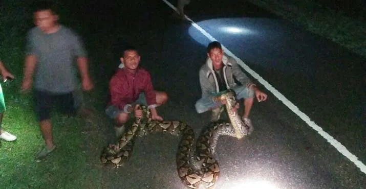 Lagi, Warga Muna Temukan Ular Piton