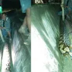 Lagi, Warga Muna Temukan Ular Piton Lagi, Warga Muna Temukan Ular Piton