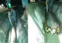 Lagi, Warga Muna Temukan Ular Piton Lagi, Warga Muna Temukan Ular Piton