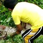 Di Butur, Warga Temukan juga Ular Piton Di Butur, Warga Temukan juga Ular Piton