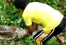 Di Butur, Warga Temukan juga Ular Piton Di Butur, Warga Temukan juga Ular Piton