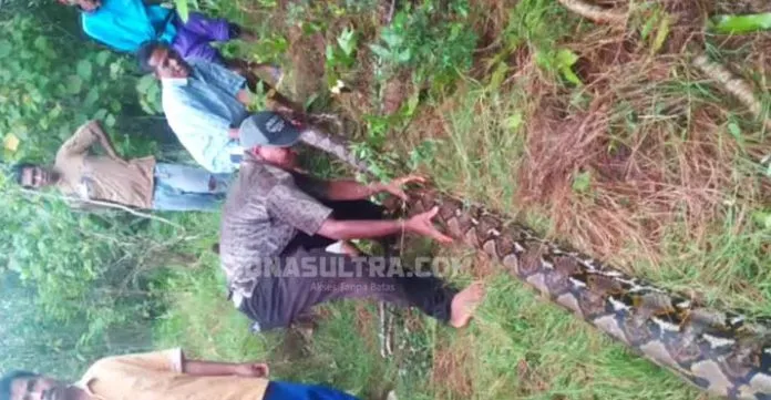 Warga Lapandewa Busel Juga Temukan Ular Piton Sepanjang 7 Meter