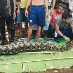 Warga Muna Ditemukan Tewas Dimakan Ular Piton Warga Muna Ditemukan Tewas Dimakan Ular Piton