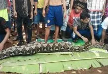 Warga Muna Ditemukan Tewas Dimakan Ular Piton Warga Muna Ditemukan Tewas Dimakan Ular Piton