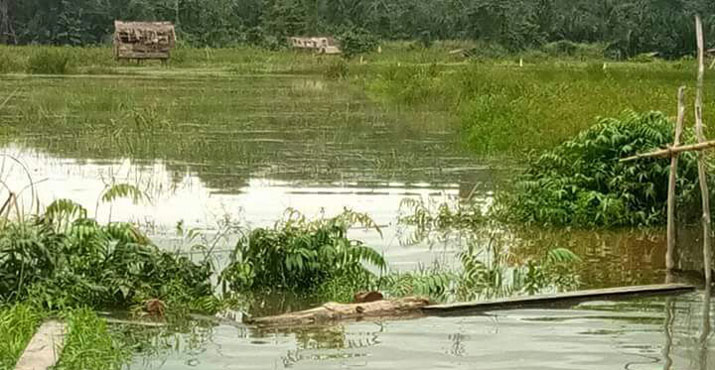 Banjir Konawe, Ratusan Hektar Sawah Gagal Panen