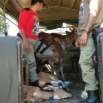 Satpol PP Muna Turun Tangan Urus Sapi Satpol PP Muna Turun Tangan Urus Sapi