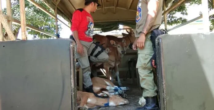 penertiban_sapi_muna Satpol PP Muna Turun Tangan Urus Sapi