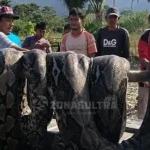 Cari Ikan di Sungai, Warga Konut Malah Ketemu Ular Piton Cari Ikan di Sungai, Warga Konut Malah Ketemu Ular Piton