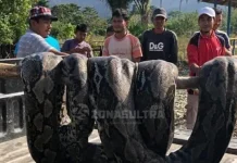 Cari Ikan di Sungai, Warga Konut Malah Ketemu Ular Piton Cari Ikan di Sungai, Warga Konut Malah Ketemu Ular Piton