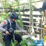 Polsek Lasolo Amankan Puluhan Jergen Miras Tradsional Polsek Lasolo Amankan Puluhan Jergen Miras Tradsional