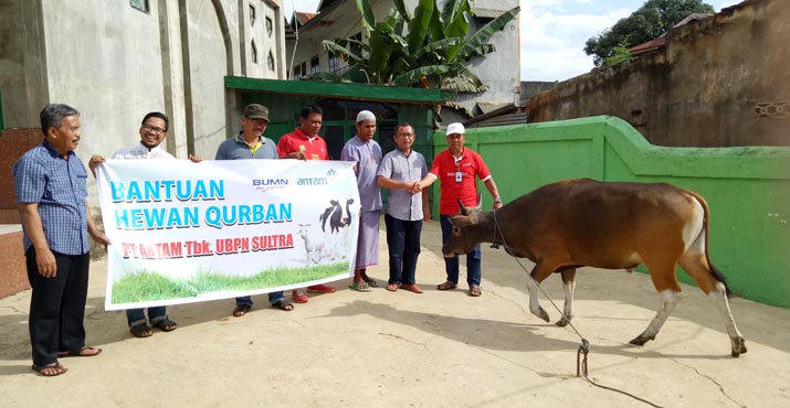 ANTAM Salurkan 14 Ekor Sapi Qurban ke Pomalaa dan Konut