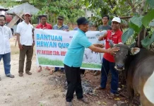 ANTAM Salurkan 14 Ekor Sapi Qurban ke Pomalaa dan Konut ANTAM Salurkan 14 Ekor Sapi Qurban ke Pomalaa dan Konut