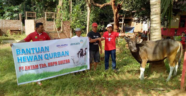 ANTAM Salurkan 14 Ekor Sapi Qurban ke Pomalaa dan Konut