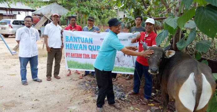 ANTAM Salurkan 14 Ekor Sapi Qurban ke Pomalaa dan Konut