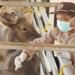 Balai Karantina Perketat Pengawasan Lalu Lintas Sapi dan Kambing di Sultra Balai Karantina Perketat Pengawasan Lalu Lintas Sapi dan Kambing di Sultra