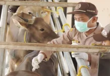 Balai Karantina Perketat Pengawasan Lalu Lintas Sapi dan Kambing di Sultra Balai Karantina Perketat Pengawasan Lalu Lintas Sapi dan Kambing di Sultra