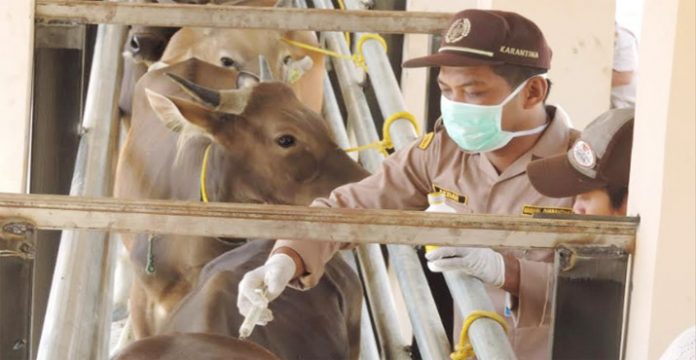 Balai Karantina Perketat Pengawasan Lalu Lintas Sapi dan Kambing di Sultra