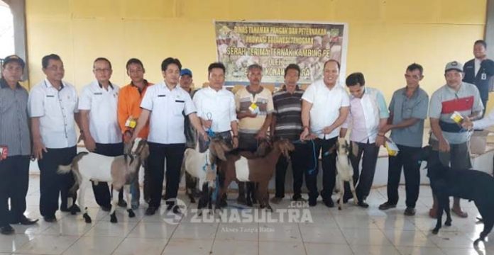 Bupati Konut Salurkan 150 Ekor Kambing Kepada 16 Kelompok