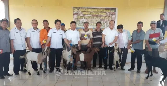 Bupati Konut Salurkan 150 Ekor Kambing Kepada 16 Kelompok