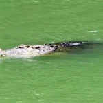 Buaya Muncul di Pemukiman Warga Desa Lasembangi Buton ilustrasi buaya