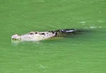 Warga Buton Tangkap Buaya di Sungai Malaoge ilustrasi buaya